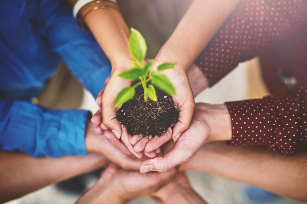 Hands holding a plant